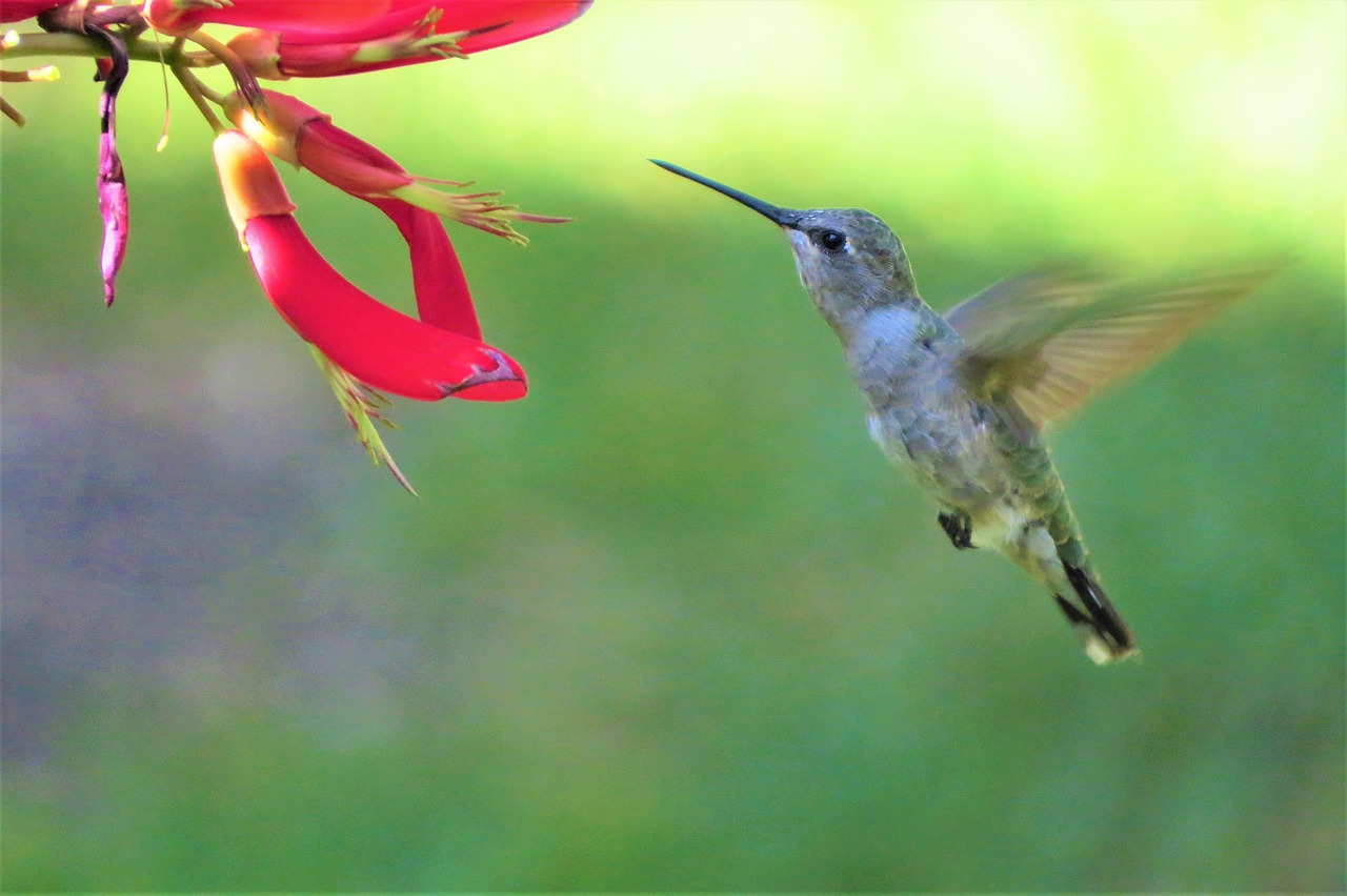 Attracting Hummingbirds to Your Garden